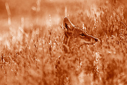 Hidden Coyote Watching Among Feather Reed Grass (Orange Shade)