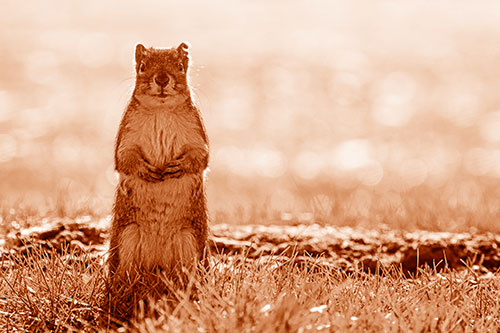 Hind Leg Squirrel Standing Among Grass (Orange Shade Photo)