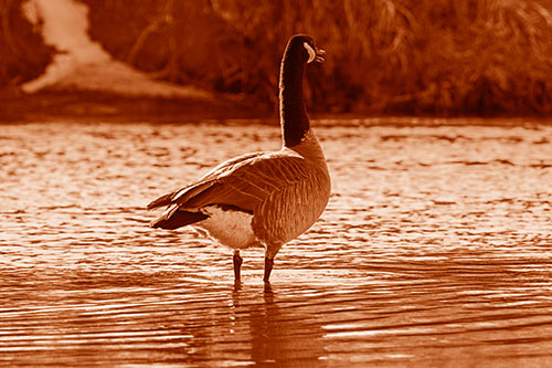 Honking Canadian Goose Standing Among River Water (Orange Shade Photo)