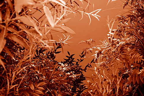 Horde Of Fern Plants Descending Into River Water (Orange Shade)