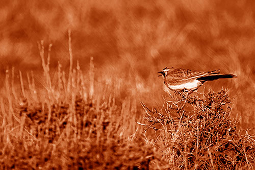 Horned Lark Chirping Loudly Perched Atop Sticks (Orange Shade Photo)