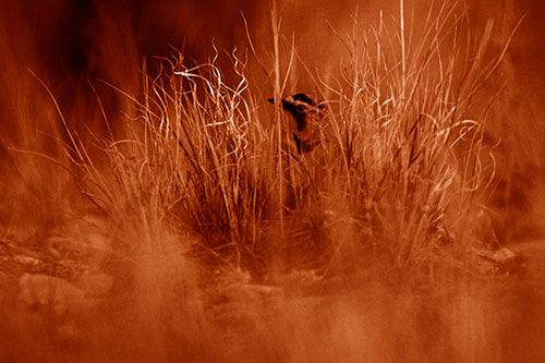 Horned Lark Hiding Among Grass (Orange Shade Photo)