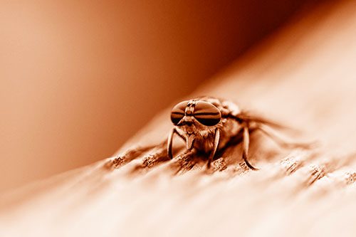 Horse Fly Resting Among Grooved Wood (Orange Shade)