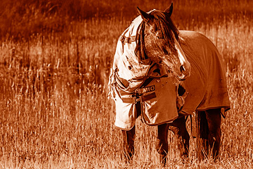 Horse Wearing Coat Atop Wet Grassy Marsh (Orange Shade Photo)