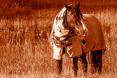 Horse Wearing Coat Atop Wet Grassy Marsh (Orange Shade)