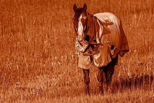 Horse Wearing Coat Standing Along Marsh (Orange Shade Photo)