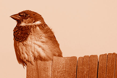 House Sparrow Perched Atop Wooden Post (Orange Shade Photo)