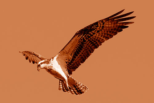 Hovering Osprey Hawk Looking For Fish Below (Orange Shade)