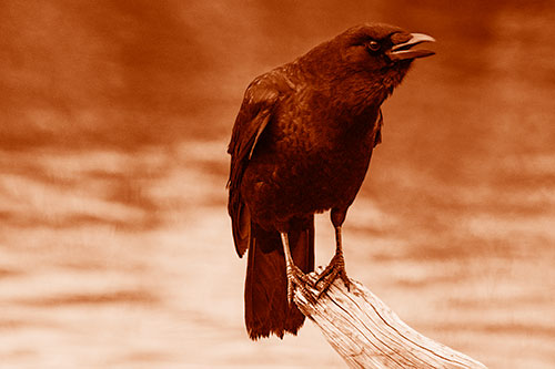 Hunched Over Crow Cawing Atop Broken Tree Log (Orange Shade)