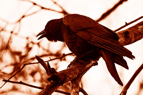 Hunched Over Crow Cawing Atop Tree Branch (Orange Shade Photo)