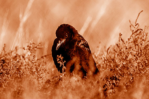 Hunched Over Raven Among Dying Plants (Orange Shade Photo)