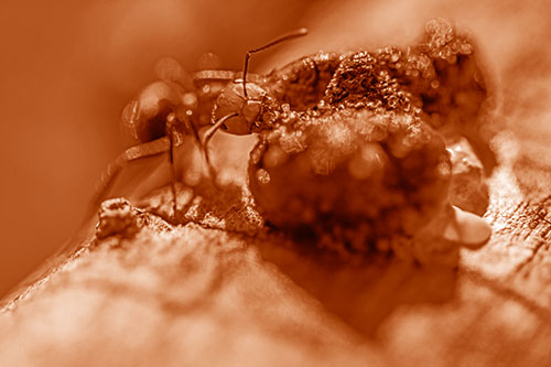 Hungry Carpenter Ant Tears Food Using Mandible Jaws (Orange Shade Photo)