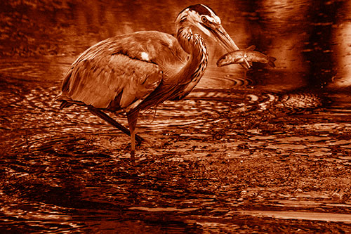 Hungry Great Blue Heron Spears Through Trout Fish (Orange Shade)