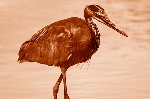 Hungry Great Blue Heron Spots Swimming Fish (Orange Shade)