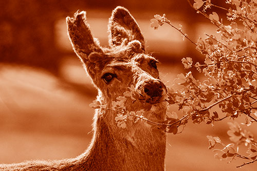 Hungry Lone Mule Deer Chewing Tree Leaves (Orange Shade)