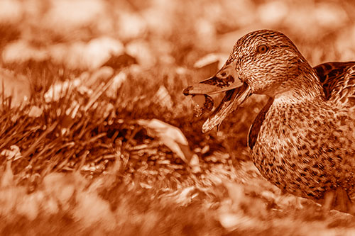Hungry Mallard Duck Devours Cherry (Orange Shade)