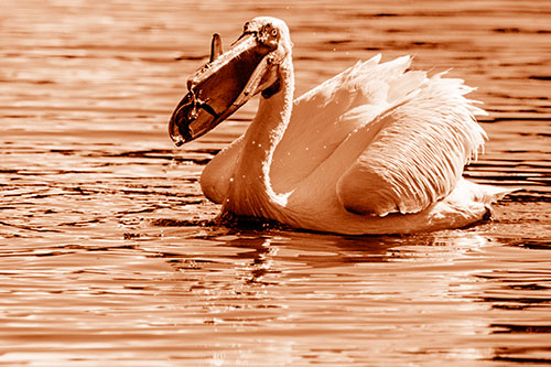 Hungry Pelican Captures Salamander For Breakfast (Orange Shade)
