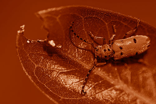 Hungry Red Milkweed Beetle Rests Among Chewed Leaf (Orange Shade Photo)