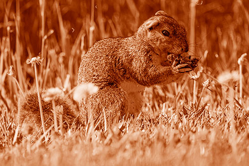 Hungry Squirrel Feasting Among Dandelions (Orange Shade Photo)