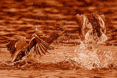 Hyper Water Splashing Mallard Ducks Playing Among Lake (Orange Shade)