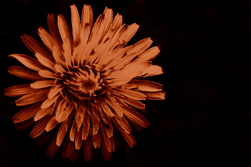 Illuminated Taraxacum Flower In Darkness (Orange Shade Photo)