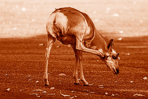 Itchy Pronghorn Scratches Neck Among Autumn Leaves (Orange Shade Photo)