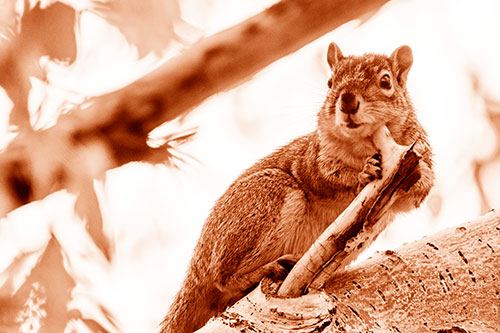 Itchy Squirrel Gets Tree Branch Massage (Orange Shade Photo)