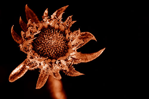Jagged Tattered Rayless Sunflower (Orange Shade Photo)