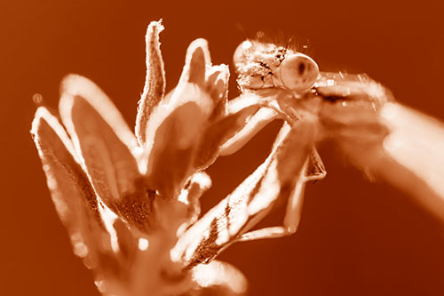 Joyful Damselfly Enjoys Sunshine Atop Plant (Orange Shade)