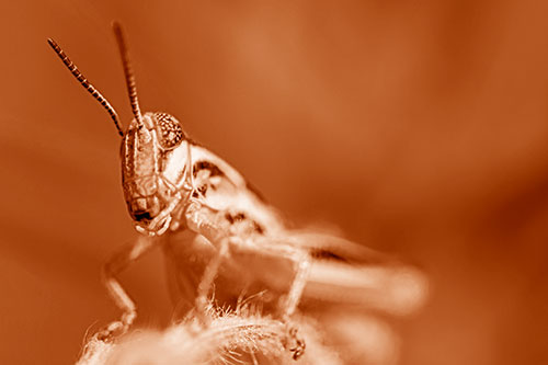 Joyful Grasshopper Standing Among Fuzzy Plant Top (Orange Shade)