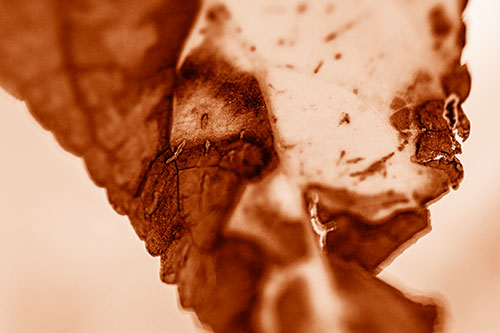 Joyful Rotting Leaf Face Enjoying Autumn (Orange Shade)