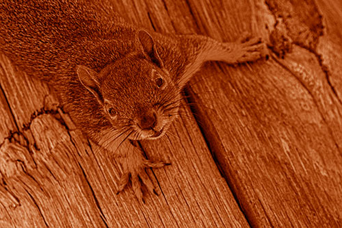 Joyful Squirrel Looking Upwards Among Wooden Pole (Orange Shade)