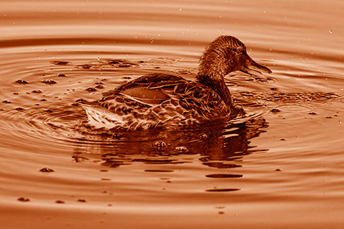 Joyful Water Splashing Mallard Duck Enjoying Calm Lake (Orange Shade)