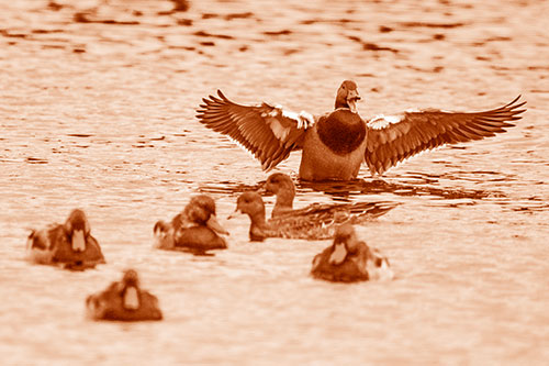 Jump Scaring Wing Flapping Mallard Duck Quacking Atop Lake (Orange Shade)