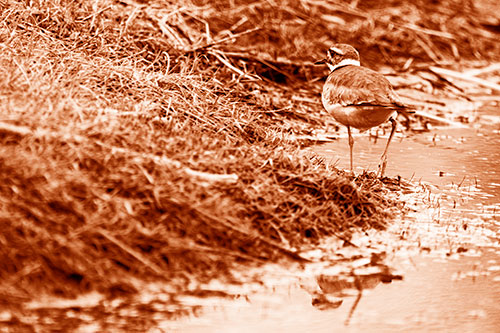 Killdeer Bird Turning Corner Around River Shoreline (Orange Shade Photo)