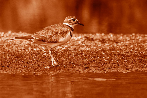 Killdeer Wanders Along Rocky River Shoreline (Orange Shade)