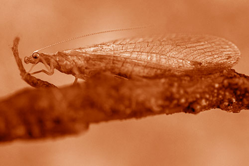 Lacewing Grabs Ahold Twig Branch (Orange Shade)