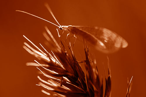 Lacewing Standing Atop Plant Blades (Orange Shade Photo)