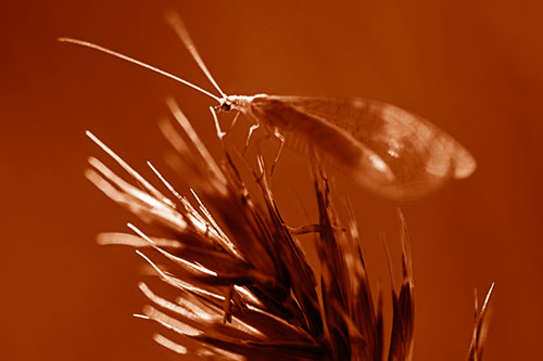 Lacewing Standing Atop Plant Blades (Orange Shade)