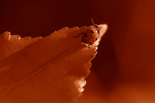 Ladybug Crawling To Top Of Leaf (Orange Shade Photo)