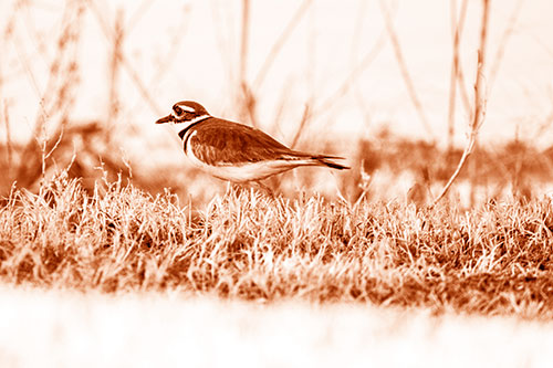 Large Eyed Killdeer Bird Running Along Grass (Orange Shade)