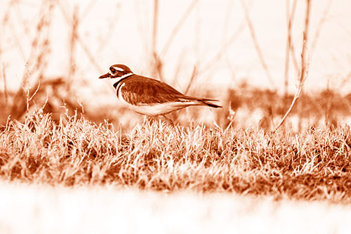 Large Eyed Killdeer Bird Running Along Grass (Orange Shade Photo)