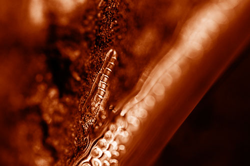 Larva Slithering Along Wet Shore Rock (Orange Shade Photo)