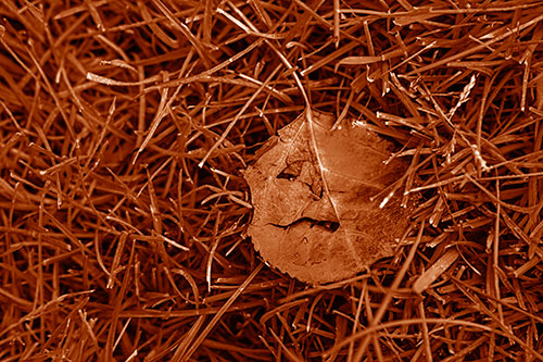 Leaf Face Smirking Among Wet Grass (Orange Shade)