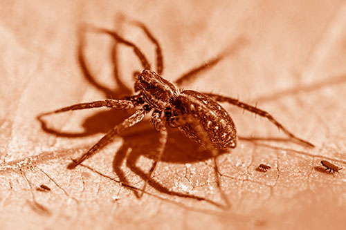 Leaf Perched Wolf Spider Stands Among Water Springtail Poduras (Orange Shade Photo)