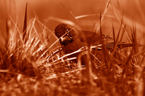 Leaning American Robin Spots Intruder Among Grass (Orange Shade Photo)