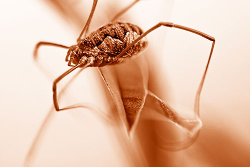 Leg Dangling Harvestmen Spider Sits Atop Leaf Petal (Orange Shade Photo)