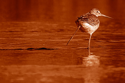 Leg Kicking Greater Yellowlegs Splashing Droplets (Orange Shade Photo)