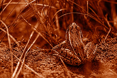 Leopard Frog Sitting Among Twisting Grass (Orange Shade Photo)