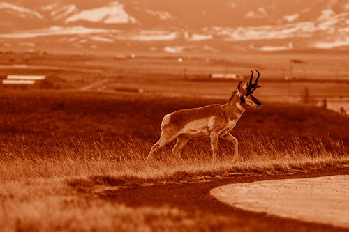 Lone Pronghorn Wanders Up Grassy Hillside (Orange Shade Photo)